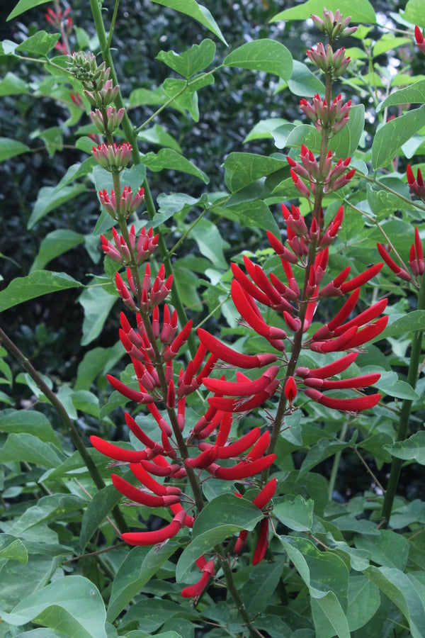Image of Erythrina x bidwillii taken at Juniper Level Botanic Gdn, NC by JLBG