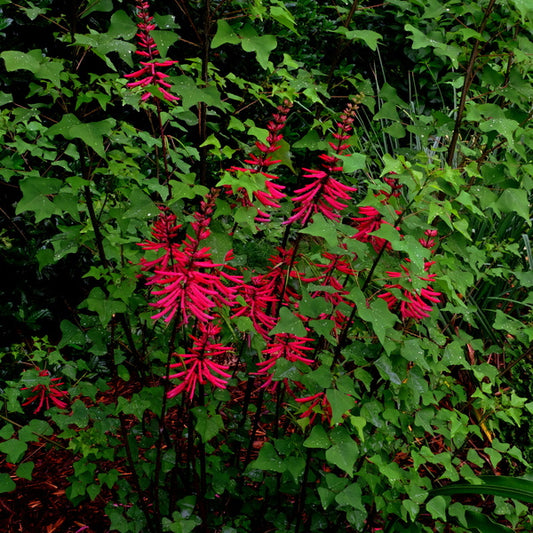 Image of Erythrina herbacea 'Supply Sider' taken at Juniper Level Botanic Gdn, NC by JLBG
