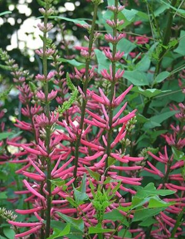 Image of Erythrina herbacea 'Woodlanders Pink' taken at Juniper Level Botanic Gdn, NC by JLBG