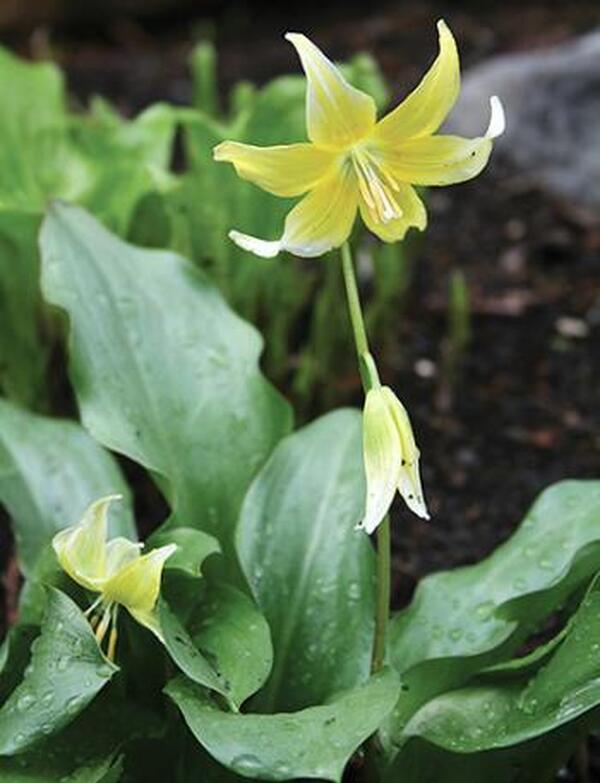 Image of Erythronium 'Pagoda' taken at Juniper Level Botanic Gdn, NC by JLBG