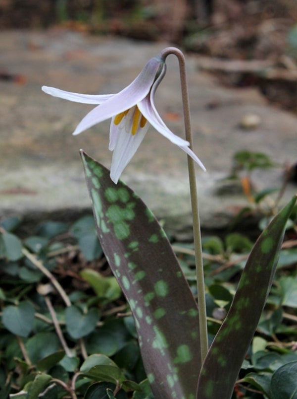 Image of Erythronium albidum