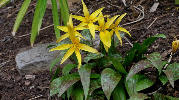 texas lily flower Erythronium rostratum 'Texas Runner'