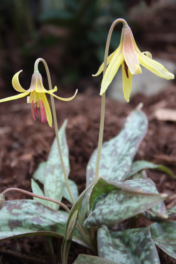 Image of Erythronium umbilicatum taken at Juniper Level Botanic Gdn, NC by JLBG