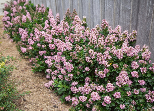 Image of Escallonia 'Lades' PP 23,984 by Concept Plants