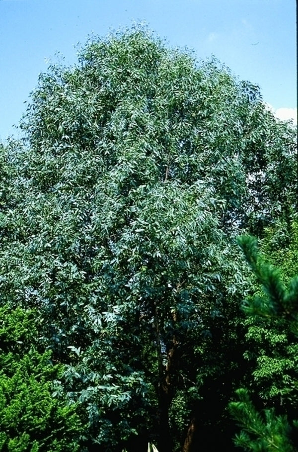 Image of Eucalyptus neglecta taken at Juniper Level Botanic Gdn, NC by JLBG