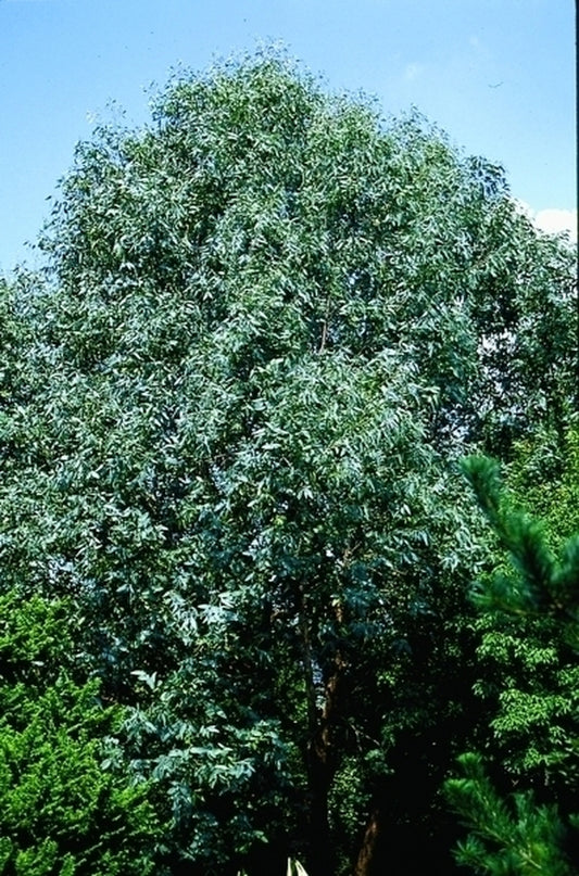 Image of Eucalyptus neglecta taken at Juniper Level Botanic Gdn, NC by JLBG