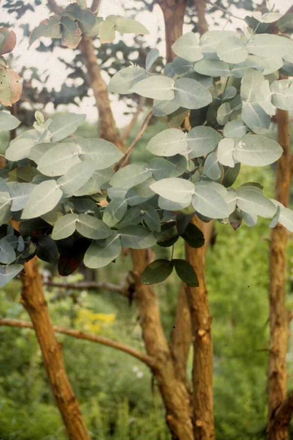 Image of Eucalyptus neglecta taken at Juniper Level Botanic Gdn, NC by JLBG