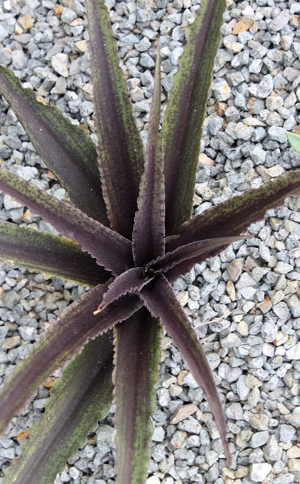 Image of Eucomis 'Dark Star' taken at Juniper Level Botanic Gdn, NC by JLBG