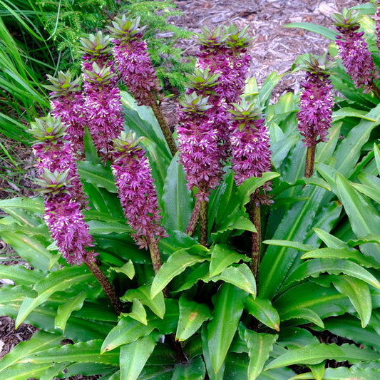 Image of Eucomis 'Formal Attire' taken at Juniper Level Botanic Gdn, NC by JLBG