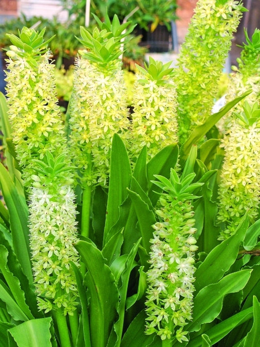 Image of Eucomis 'Tugela Jade' taken at Juniper Level Botanic Gdn, NC by JLBG