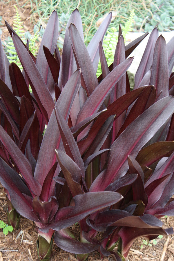 Image of Eucomis comosa 'Sparkling Burgundy' taken at Juniper Level Botanic Gdn, NC by JLBG