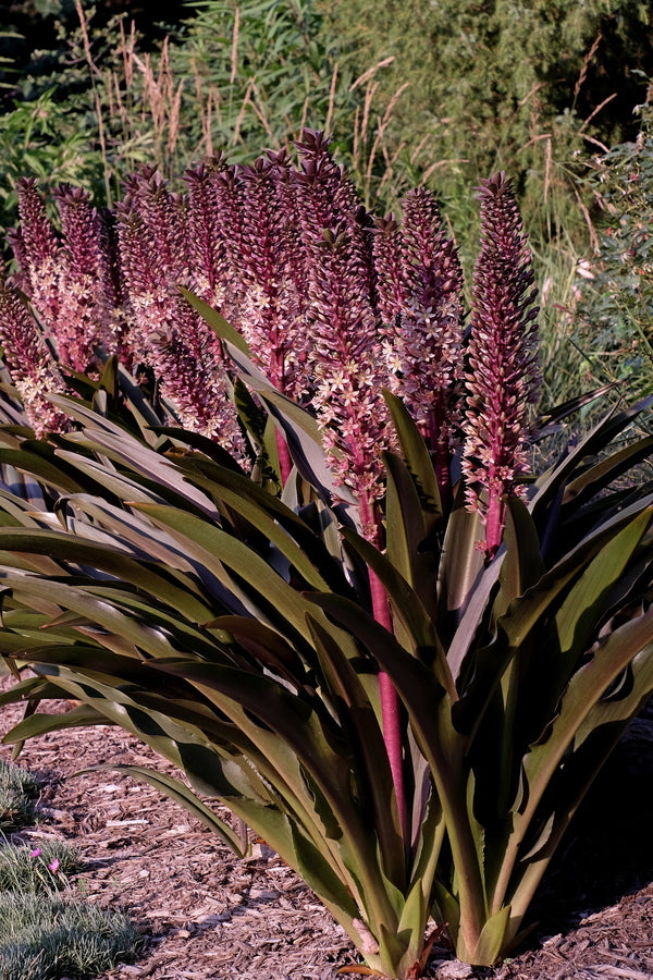 Image of Eucomis comosa 'Sparkling Burgundy' taken at Juniper Level Botanic Gdn, NC by JLBG