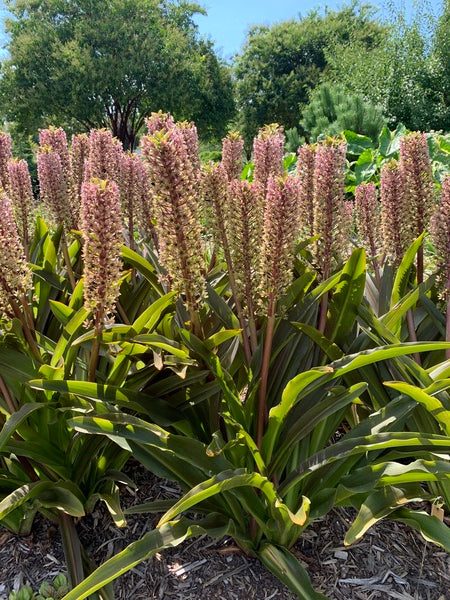 Image of Eucomis comosa 'Sparkling Burgundy' taken at Juniper Level Botanic Garden, Raleigh NC by Lidia Churakova