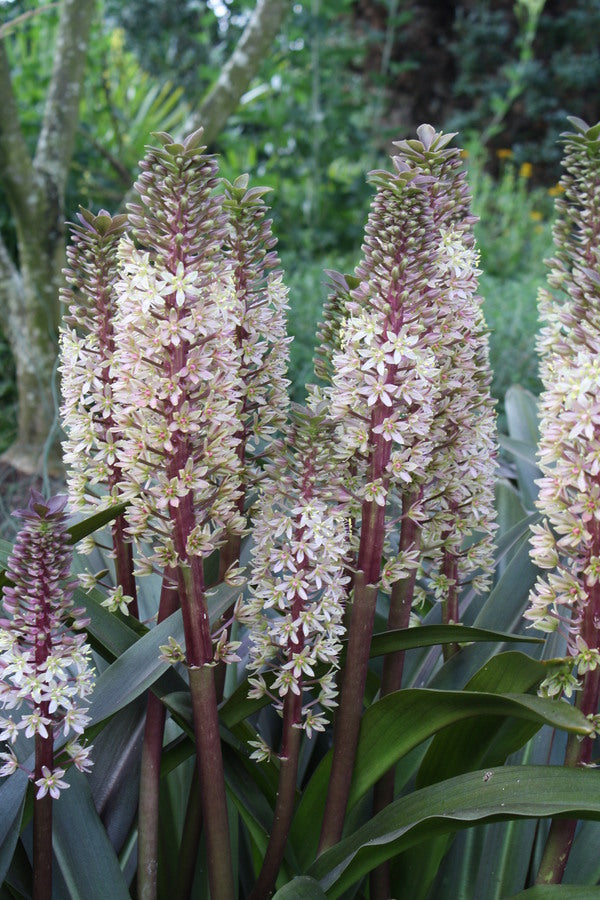 Image of Eucomis comosa 'Sparkling Burgundy' taken at Juniper Level Botanic Garden, Raleigh NC by JLBG
