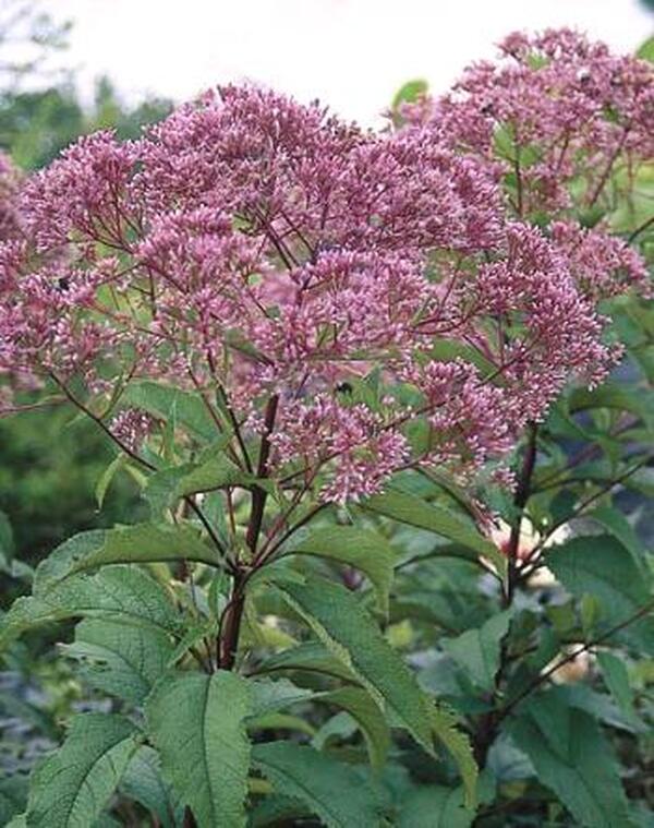 Image of Eupatorium purpureum 'Little Red' taken at Juniper Level Botanic Gdn, NC by JLBG