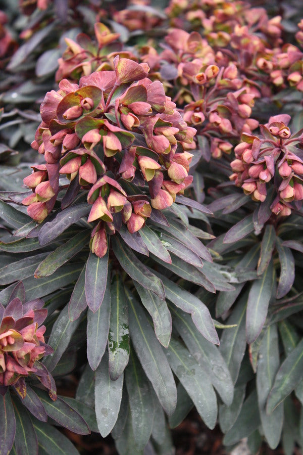 Image of Euphorbia 'Nothowlee'  taken at Juniper Level Botanic Gdn, NC by JLBG
