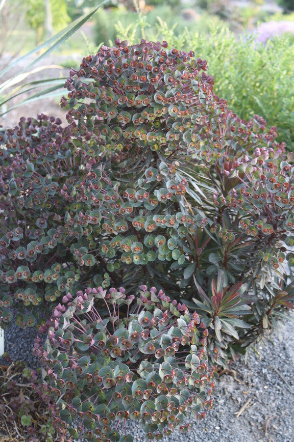 Image of Euphorbia 'Nothowlee'  taken at Juniper Level Botanic Gdn, NC by JLBG
