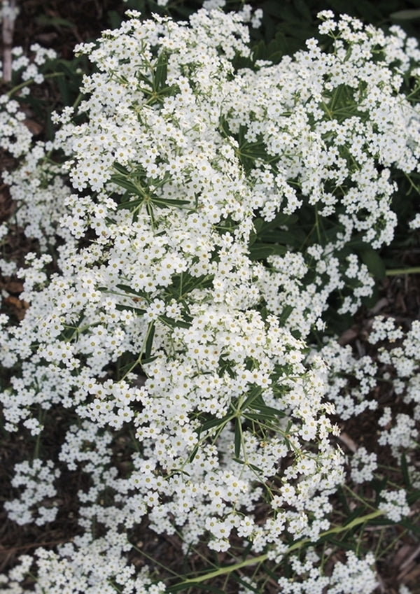 Image of Euphorbia corollata 'Carolina Snow' taken at Juniper Level Botanic Gdn, NC by JLBG