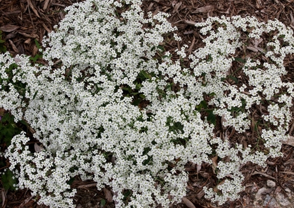 Image of Euphorbia corollata 'Carolina Snow'