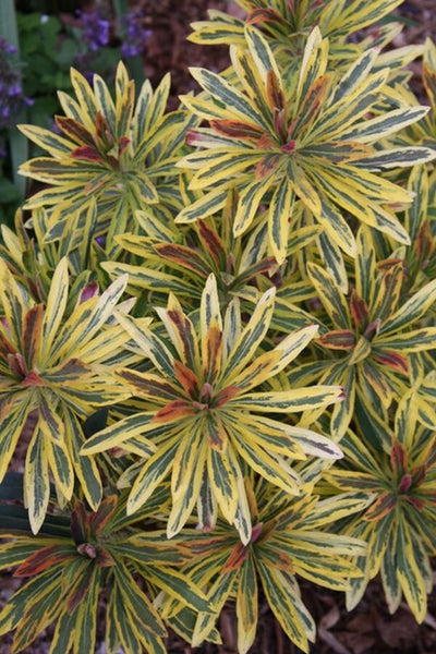 Euphorbia martinii Ascot Rainbow PP 21401