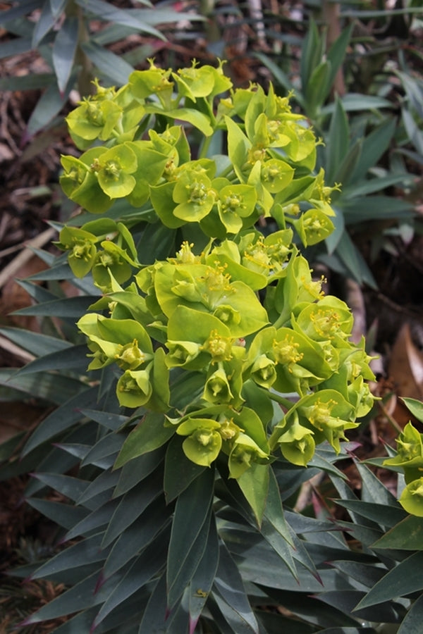 Image of Euphorbia rigida