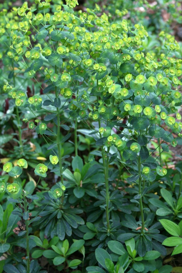 Image of Euphorbia robbiae taken at Juniper Level Botanic Gdn, NC by JLBG