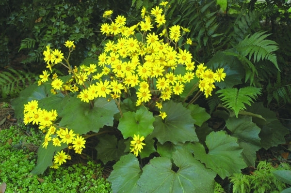 Image of Farfugium 'Last Dance' PP 20,947 taken at O. Johnson Gdn, GA by O. Johnson