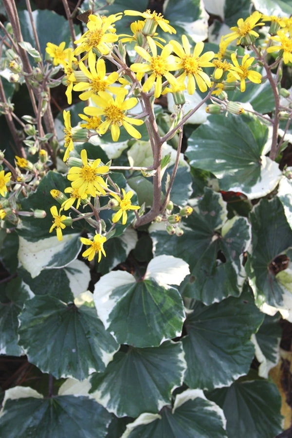Image of Farfugium japonicum 'Argentum' taken at Juniper Level Botanic Gdn, NC by JLBG
