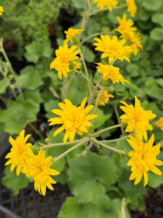 Image of Farfugium japonicum 'Fandango' taken at Juniper Level Botanic Gdn, NC by C. Hardison
