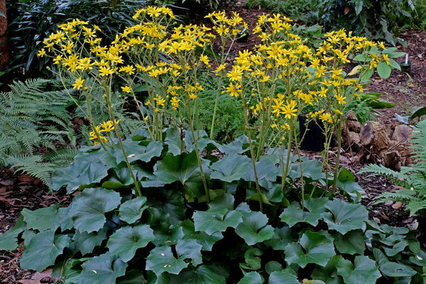 Image of Farfugium japonicum 'Jagged Edge' taken at Juniper Level Botanic Gdn, NC by JLBG