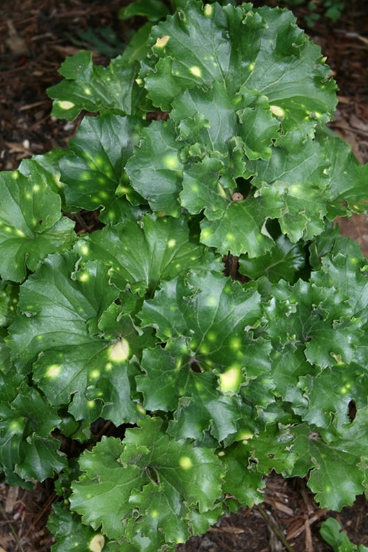 Image of Farfugium japonicum 'Kagami Jishi'