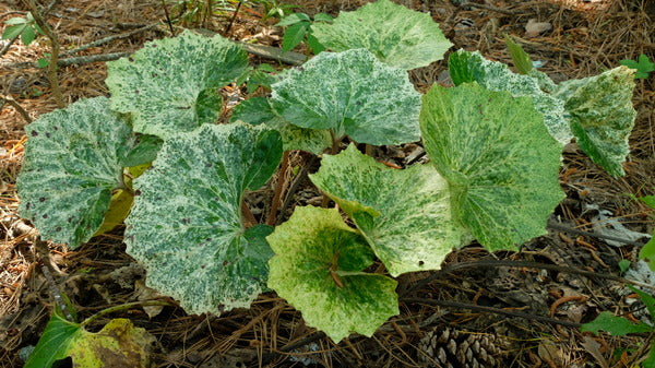 Image of Farfugium japonicum 'Kaimon Dake' taken at Nursery Caroliniana, SC by T. Avent