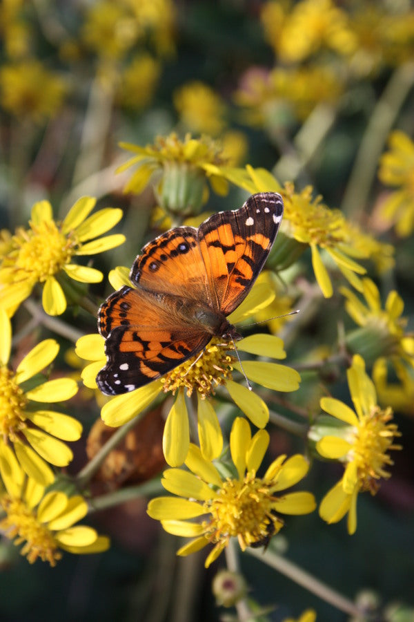 Image of Farfugium japonicum 'Kaimon Dake' taken at Juniper Level Botanic Gdn, NC by JLBG