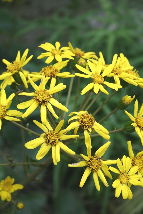 Learn about Farfugium japonicum 'Kin Kan' | Kin Kan Leopard Plant ...