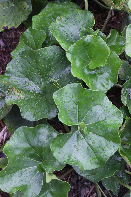 Image of Farfugium japonicum 'Lance-a-lot' taken at Juniper Level Botanic Gdn, NC by JLBG