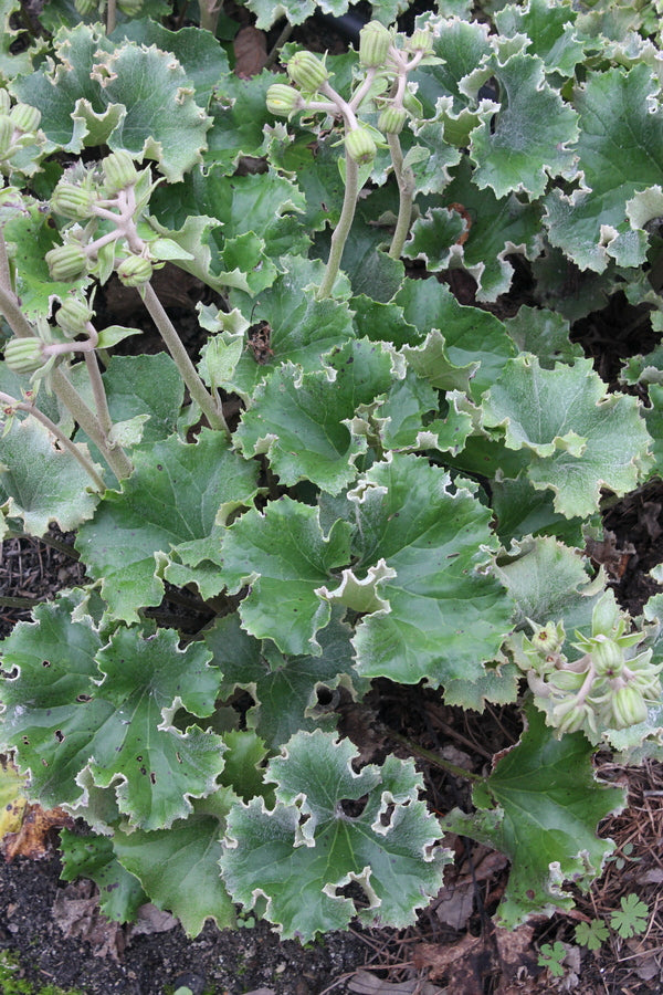 Image of Farfugium japonicum 'Shishi' taken at Juniper Level Botanic Gdn, NC by JLBG