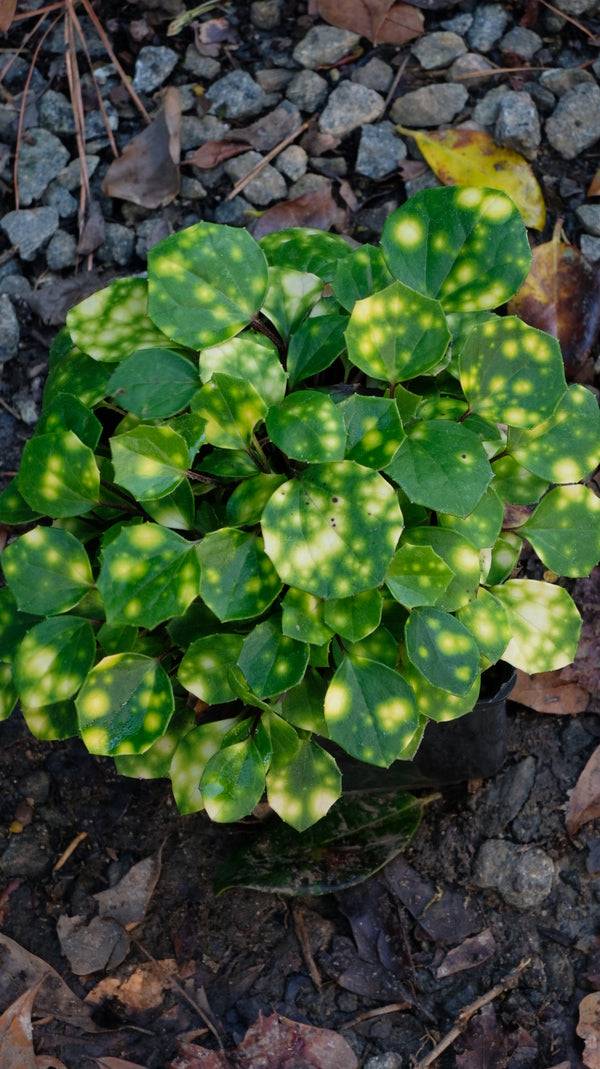 Image of Farfugium japonicum 'Sweet Spot' taken at Juniper Level Botanic Gdn, NC by JLBG