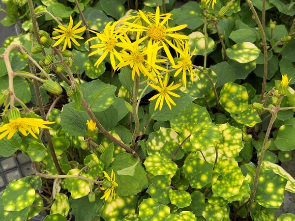 Image of Farfugium japonicum 'Sweet Spot' taken at Juniper Level Botanic Gdn, NC by C. Hardison