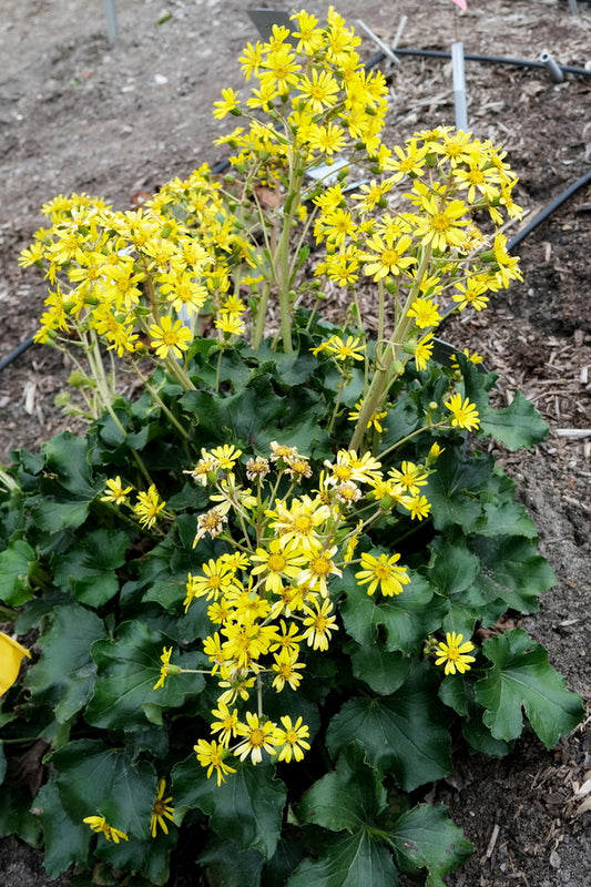 Image of Farfugium japonicum 'Wild One' taken at Juniper Level Botanic Gdn, NC by JLBG