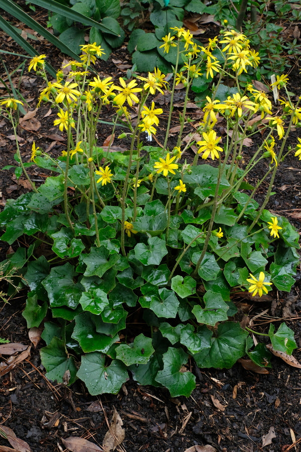 Image of Farfugium japonicum var. formosanum 'Green Teeth' taken at Juniper Level Botanic Gdn, NC by JLBG