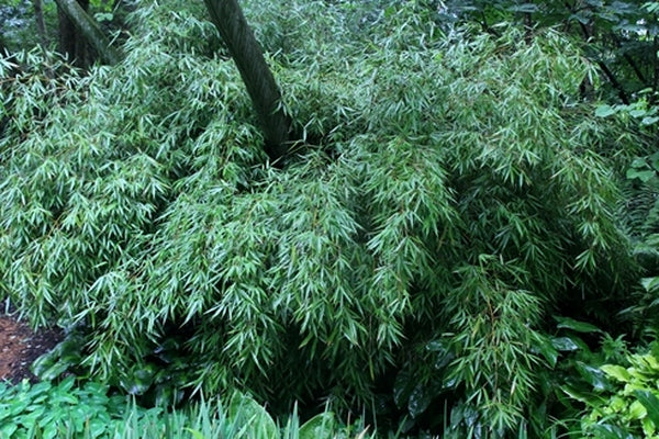 Image of Fargesia robusta 'Ping Wu' taken at Juniper Level Botanic Gdn, NC by JLBG
