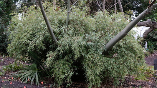 Image of Fargesia robusta 'Ping Wu' taken at Juniper Level Botanic Gdn, NC by JLBG