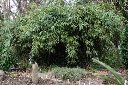 Image of Fargesia robusta 'Wolong' taken at Juniper Level Botanic Gdn, NC by JLBG