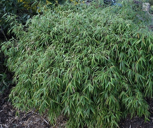 Image of Fargesia rufa taken at Juniper Level Botanic Gdn, NC by JLBG