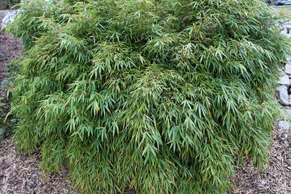 Image of Fargesia rufa taken at Juniper Level Botanic Gdn, NC by JLBG