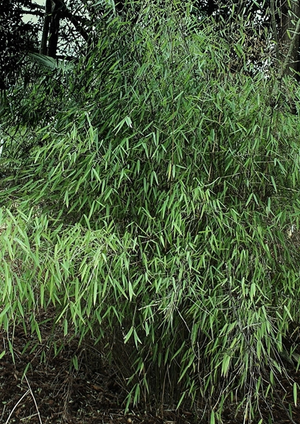 Image of Fargesia sp. 'Jiuzhaigou I' taken at Juniper Level Botanic Gdn, NC by JLBG