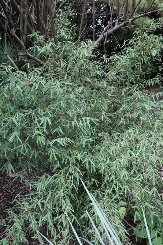 Image of Fargesia sp. 'Jiuzhaigou I' taken at Juniper Level Botanic Gdn, NC by JLBG