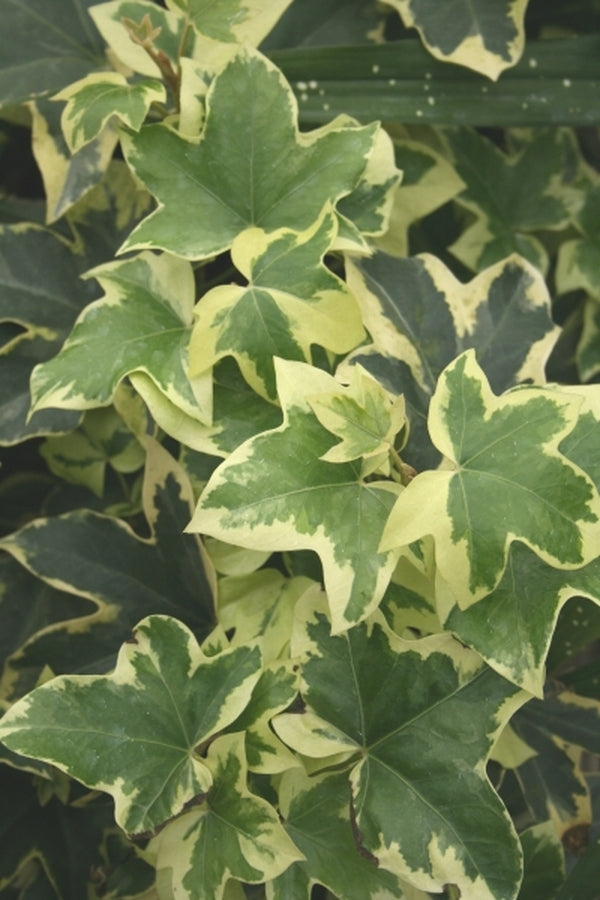Image of Fatshedera lizei 'Angyo Star' taken at Juniper Level Botanic Gdn, NC by JLBG