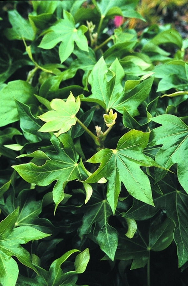 Image of Fatshedera lizei 'Yvonne's Petticoat' taken at Juniper Level Botanic Gdn, NC by JLBG