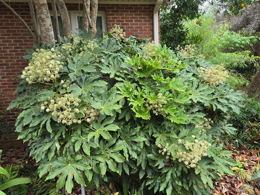 Image of Fatsia japonica 'Hardy Enough' taken at Juniper Level Botanic Gdn, NC by JLBG
